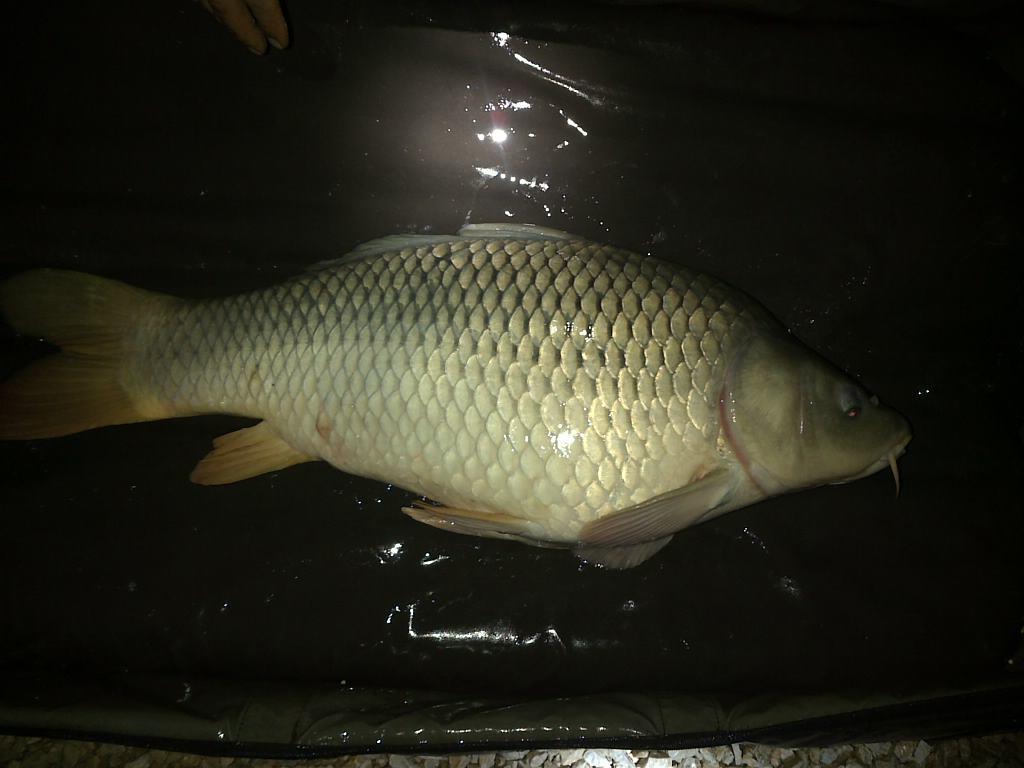 Corbu 28 - 29 sep. - img-20130929-00202.jpg